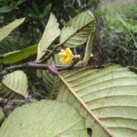 Schumacheria alnifolia Hook.f. & Thomson